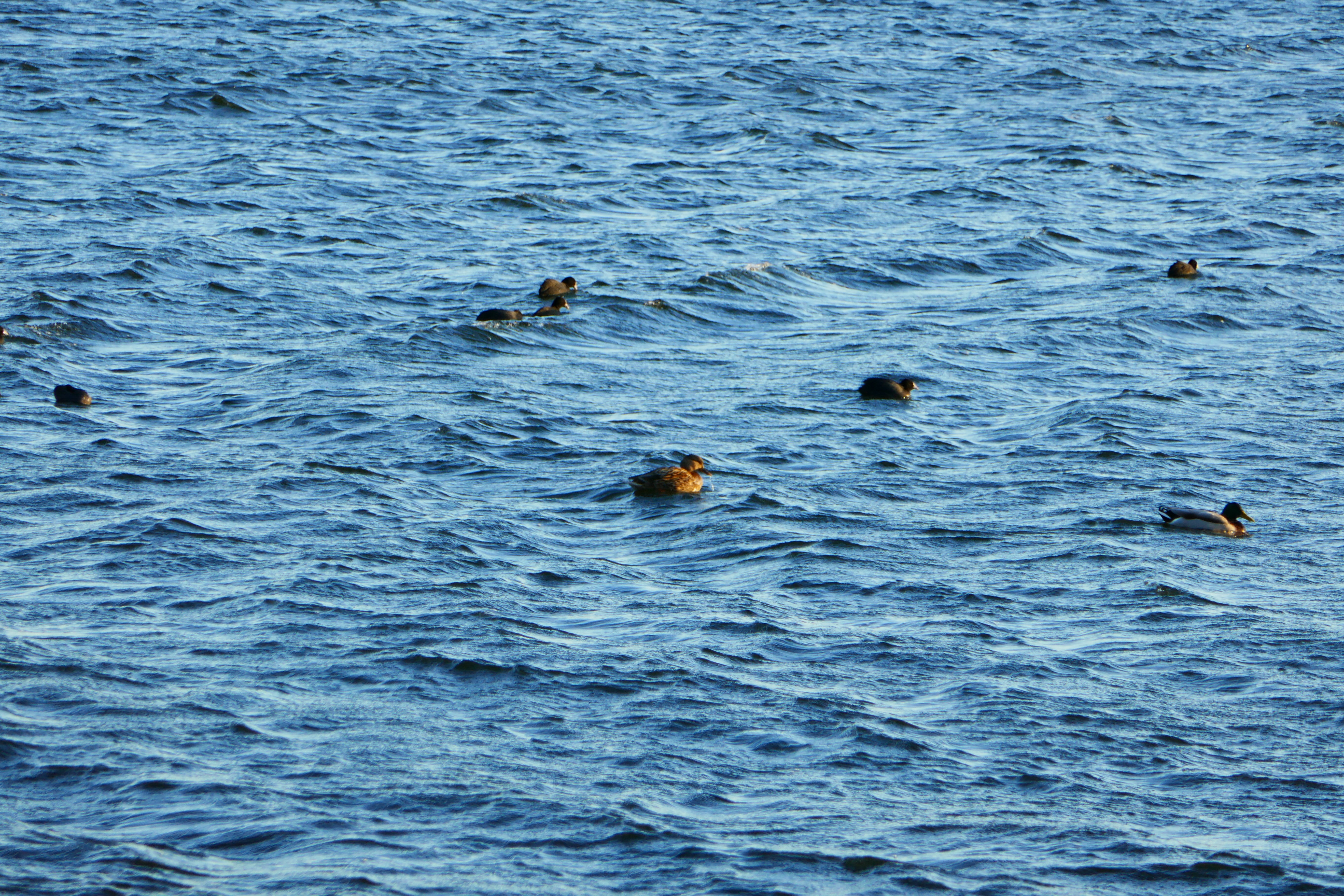 Two ducks on water with natural reflections.